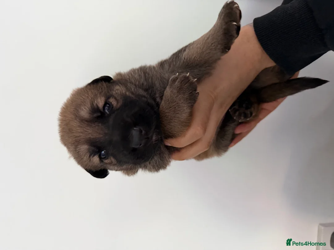 Mixed Breed dogs for sale: Stunning German Shepherd x Belgian Malinois Litter - Advert 14