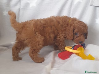 Cavapoo dogs F1bb extensively health tested caverpoo pups - Advert 1