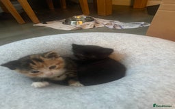 Domestic Shorthair cats for sale: Adorable kittens  - Image 13