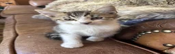 Mixed Breed cats for sale: Beautifully marked kittens for sale in Manningtree - Advert 3