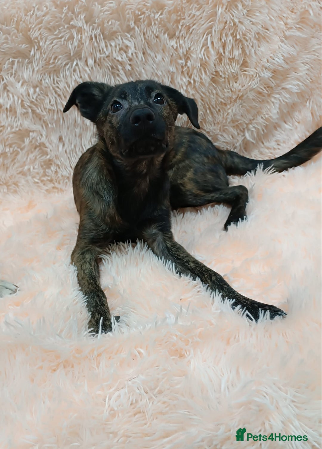 Mixed Breed dogs for adoption: 💙🐶 MILO 🐶💙 - Image 11