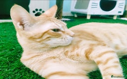 Mixed Breed cats for adoption: [Indoors Only] Alto & Moka! Cuddlebugs Funky Pair! - Image 13