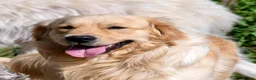 Mixed Breed dogs for sale: Golden Pyrenees- Golden Retriever x Pyrenean - Advert 8