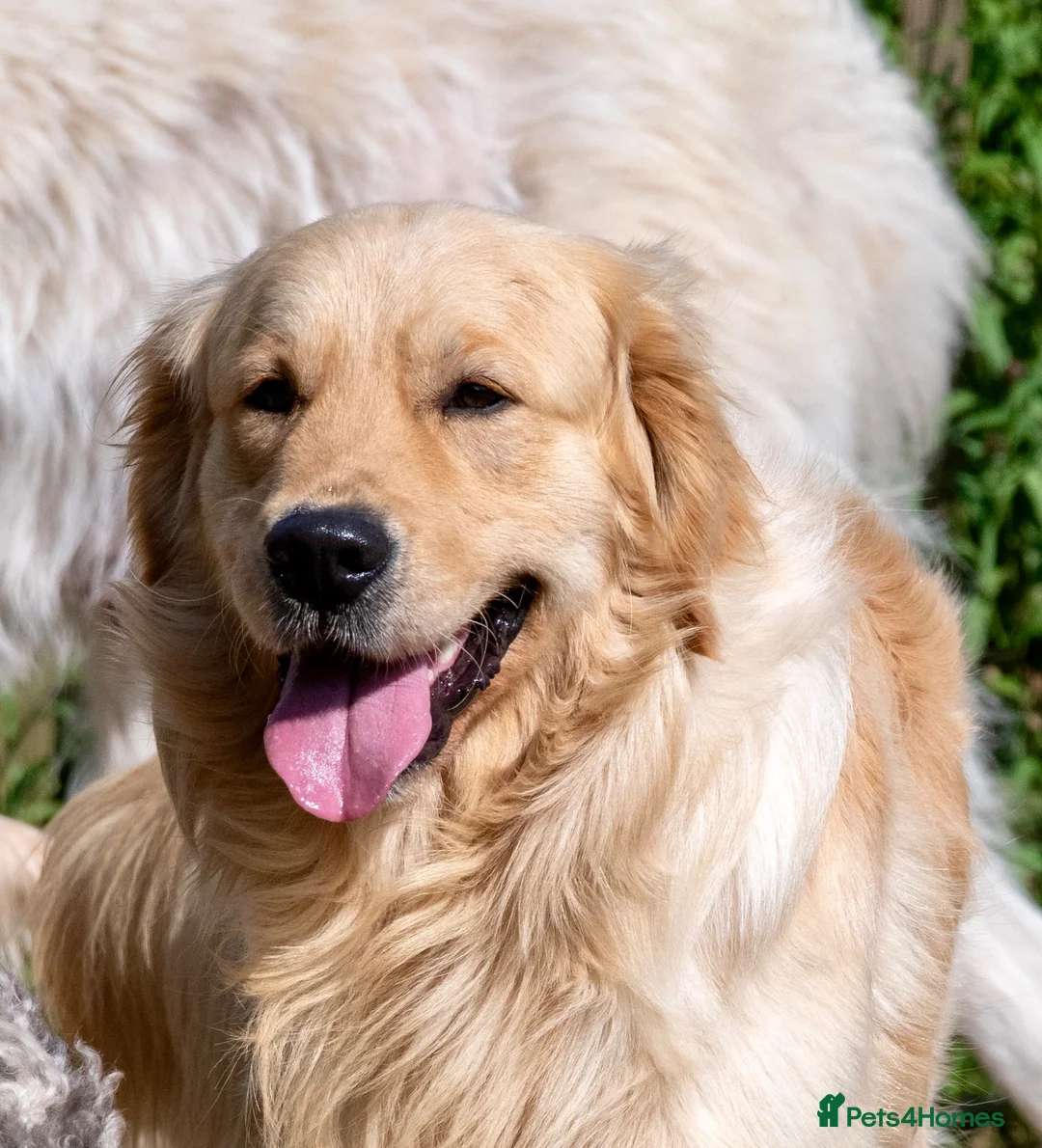 Mixed Breed dogs for sale: Golden Pyrenees- Golden Retriever x Pyrenean - Advert 8