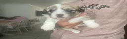 Mixed Breed dogs for sale: Shih-poo X Puppies - Advert 25