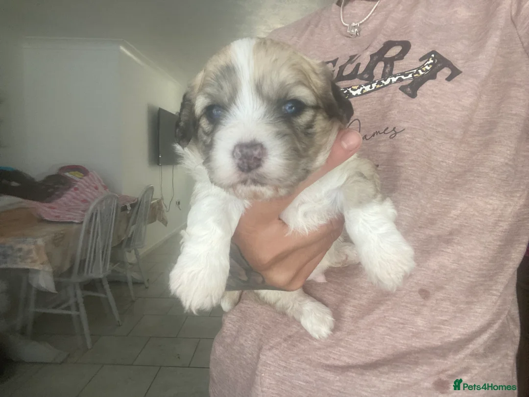 Mixed Breed dogs for sale: Shih-poo X Puppies - Advert 25