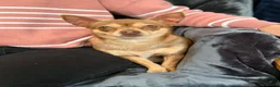 Chihuahua dogs for sale: Chihuahua dogs  - Advert 3