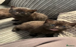 Mixed Breed cats for sale: Beautiful black kittens for sale  - Image 9