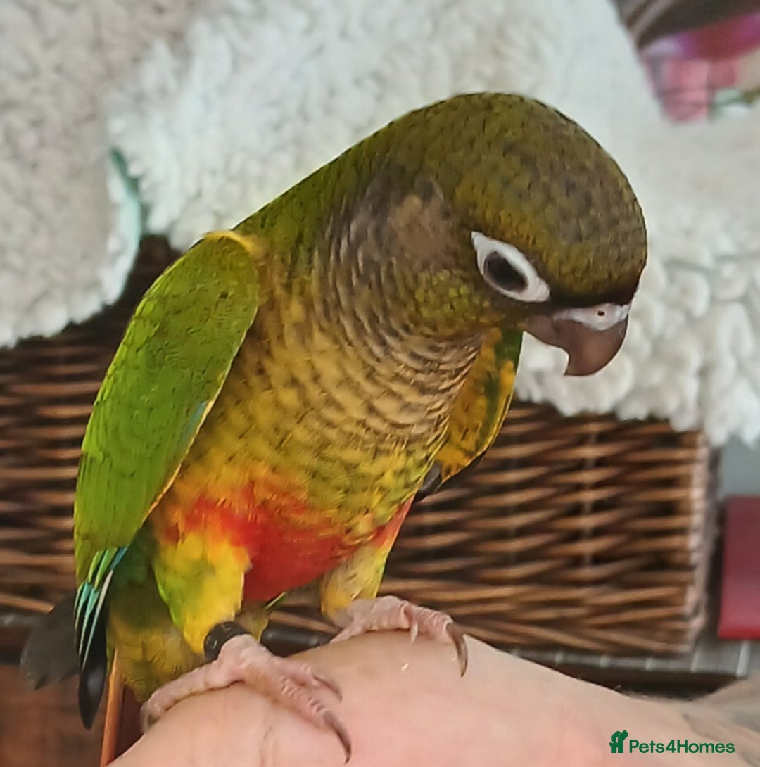 Conures birds for sale: Conures handreared Conures Green Cheeks  - Image 2