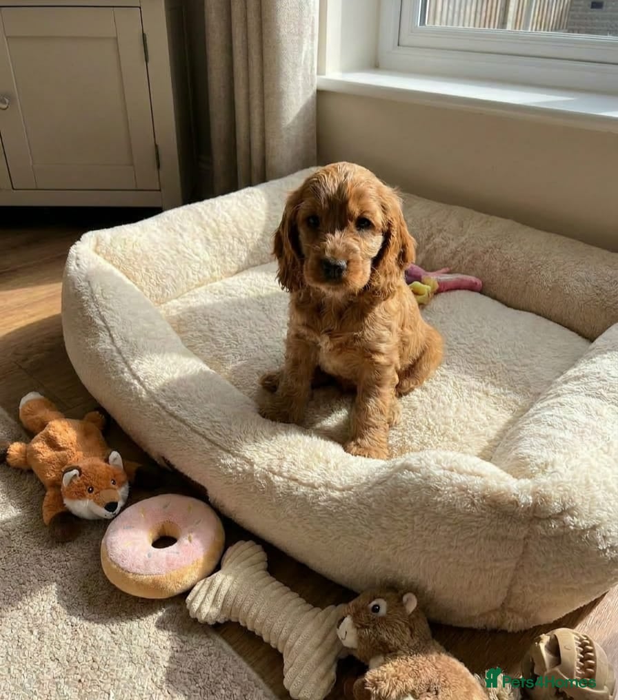 Cocker Spaniel dogs for sale: Cocker spaniel puppies in Edinburgh - Advert 5