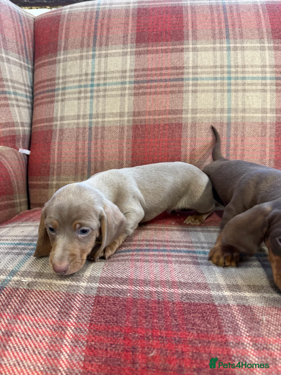 Miniature Dachshund dogs for sale: Mini dachshund 2 smooth boys available  - Advert 26
