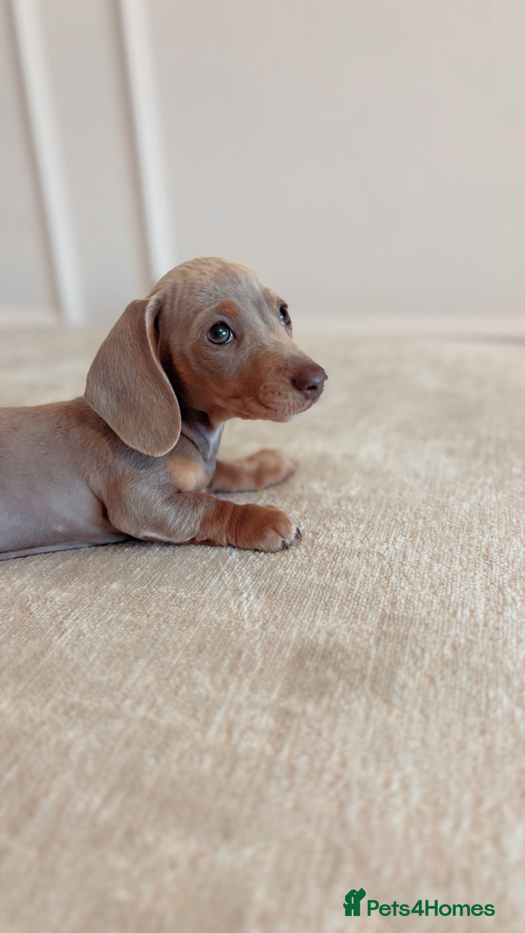 Miniature Dachshund dogs for sale: Last girl reduced  - Image 6