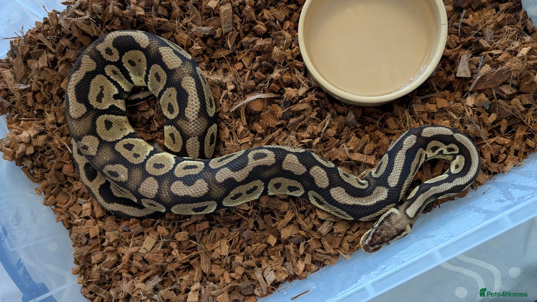 Python Snake reptiles for sale: Adult Ball Python's  - Image 4