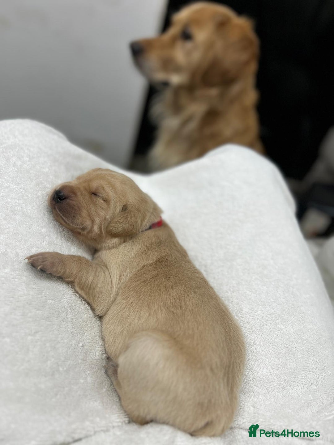 Goldador dogs for sale: Adorable Goldador Puppies - Ready 12th Feb - Advert 1