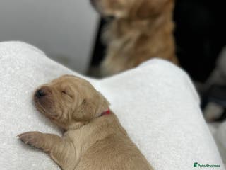 Goldador dogs Adorable Goldador Puppies - Ready 12th Feb - Advert 1