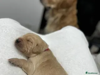 Goldador dogs Adorable Goldador Puppies - Ready 12th Feb - Advert 7