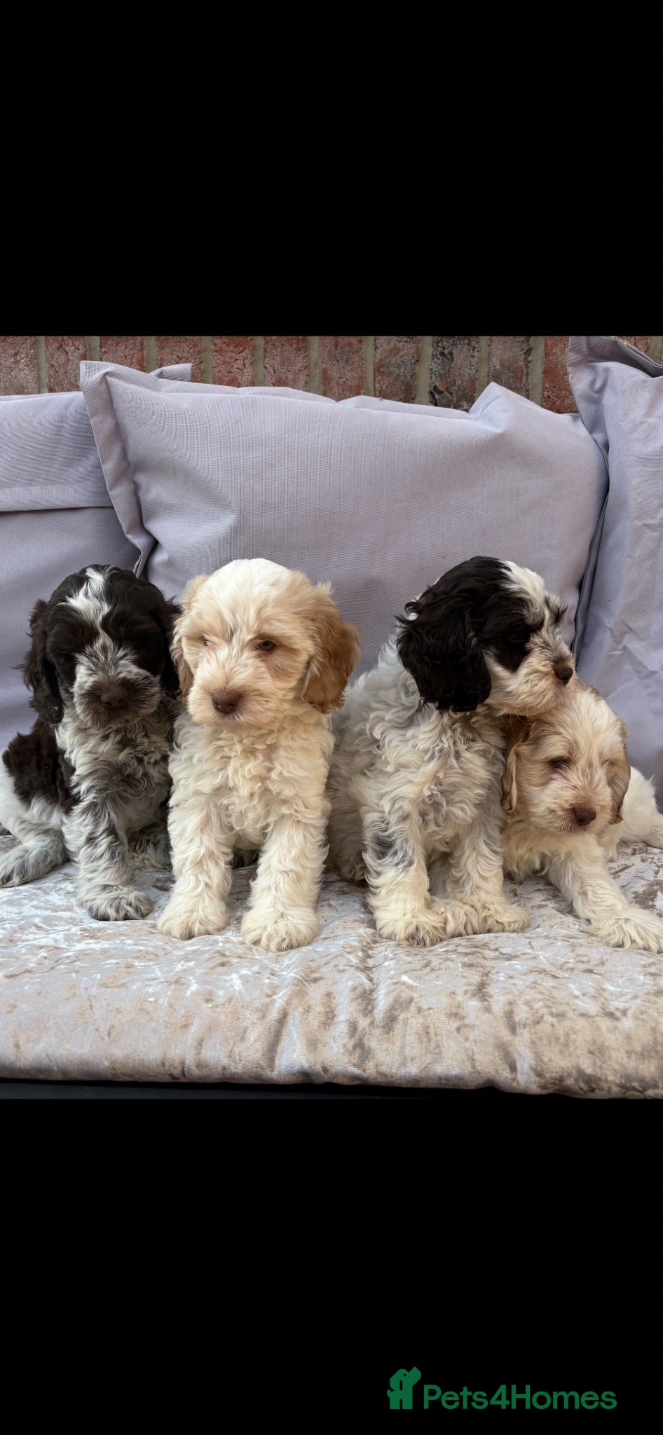 Cockapoo dogs Cockapoo puppies for sale  - Advert 1