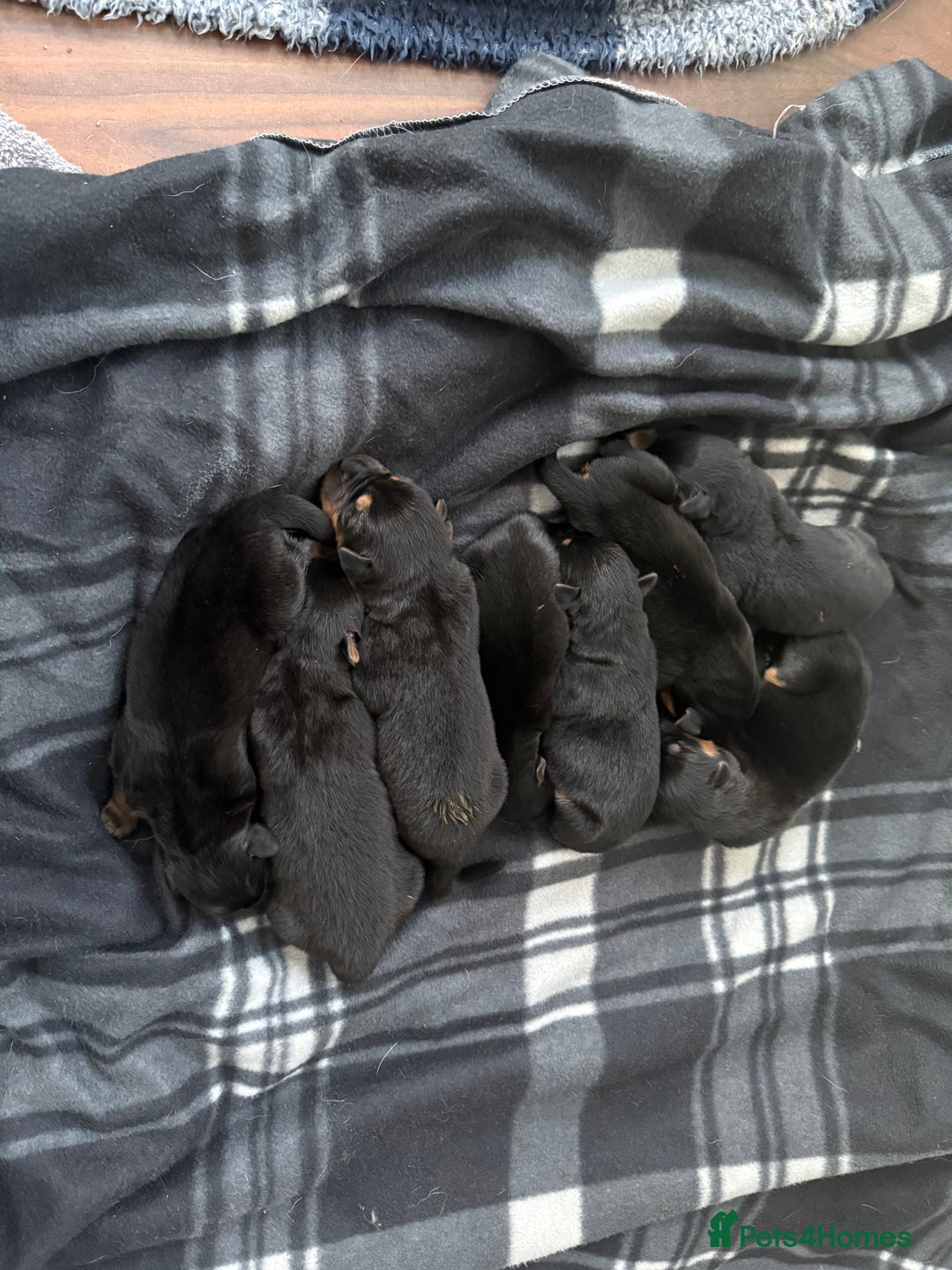 Mixed Breed dogs for sale: Shepweiler Puppies (GSD x Rottie) - Advert 2