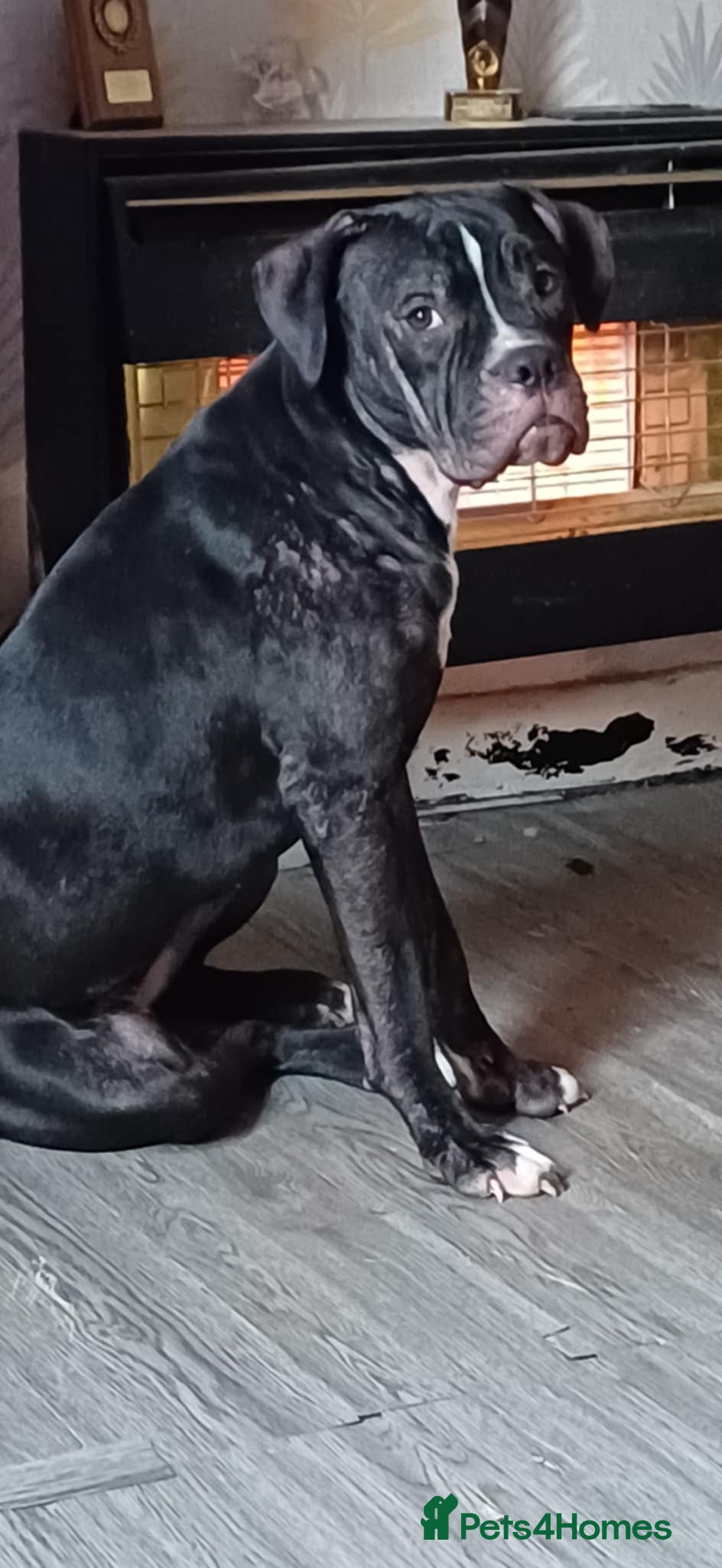 Mixed Breed dogs Cane Corso x Staffordshire Bull Terrier - Advert 10