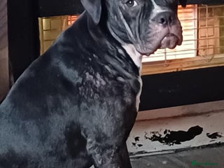 Mixed Breed dogs Cane Corso x Staffordshire Bull Terrier - Advert 10