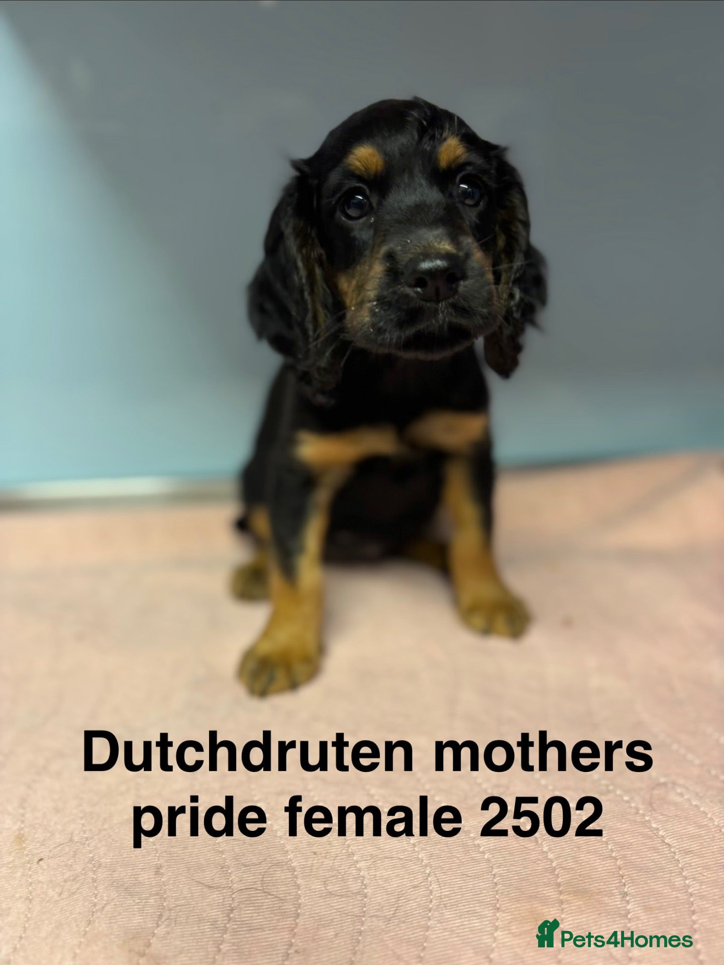 Cocker Spaniel dogs Kc working type cocker spaniels  - Advert 1