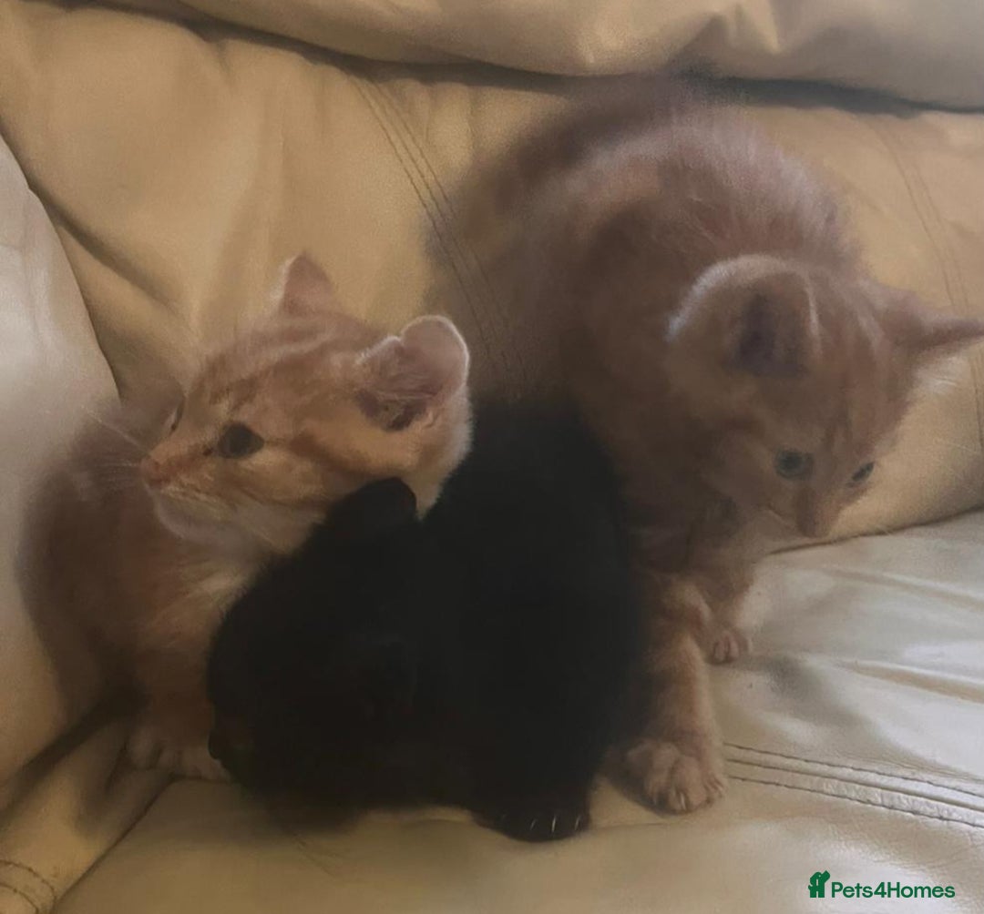 British Shorthair cats for sale: Georgous litter of British short-hair kittens - Image 11