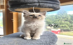 Ragdoll cats for sale: 4 beautiful ragdoll kittens  - Image 23