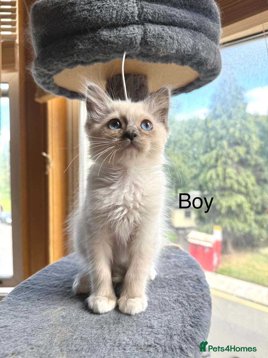 Ragdoll cats for sale: 4 beautiful ragdoll kittens  - Image 23