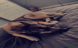 German Shepherd dogs for sale: Female German shepard  - Image 13