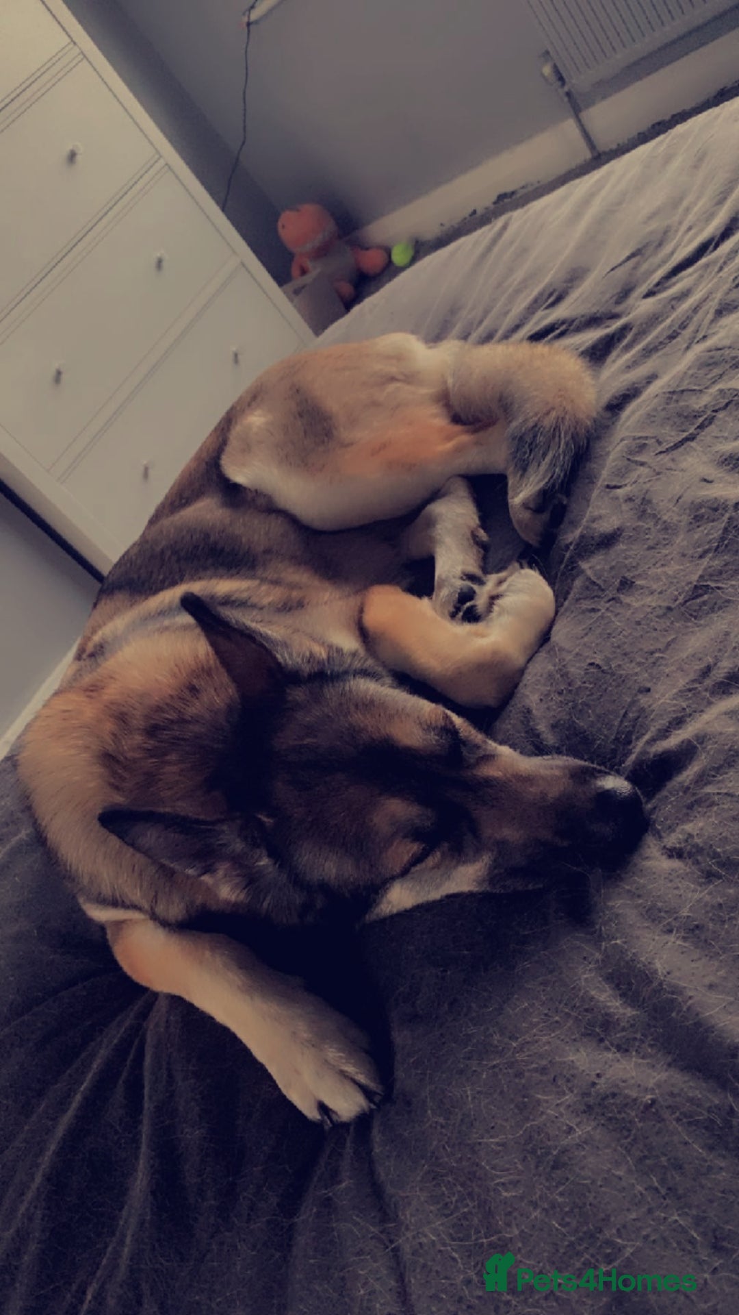 German Shepherd dogs for sale: Female German shepard  - Image 13