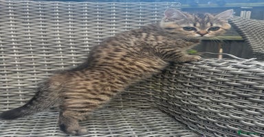 British Shorthair cats - Advert 4