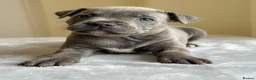 Staffordshire Bull Terrier dogs for sale: Stunning Staffordshire Bull Terriers! - Advert 14
