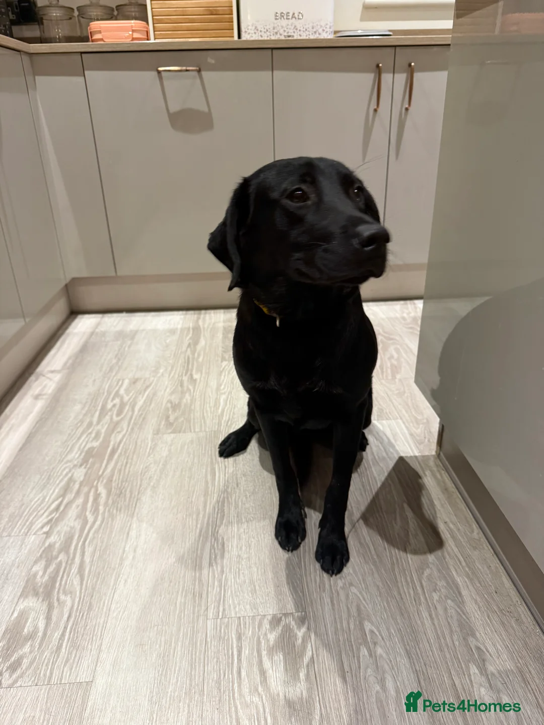 Labrador Retriever dogs for sale: Beautiful black Labrador Pup - Advert 5