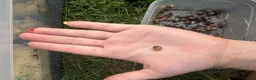 Snails invertebrates for sale: Giant african land snail babies  - Advert 2
