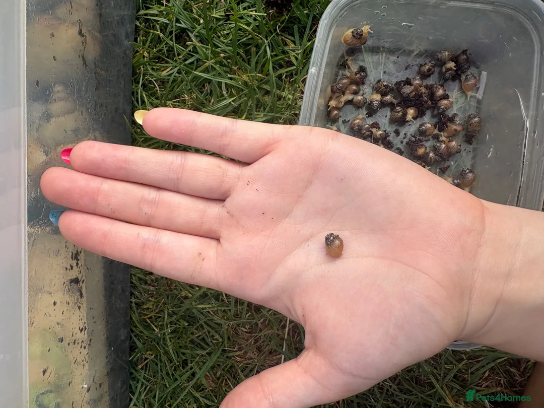 Snails invertebrates for sale: Giant african land snail babies  - Advert 2