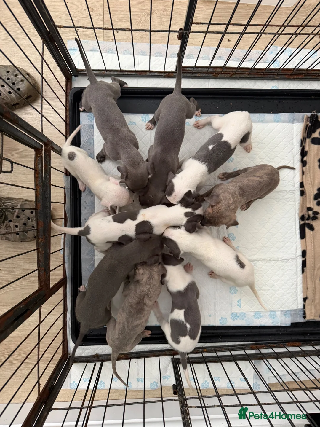 Whippet dogs for sale: STUNNING BLUE KC WHIPPETS in Houghton le Spring - Advert 16