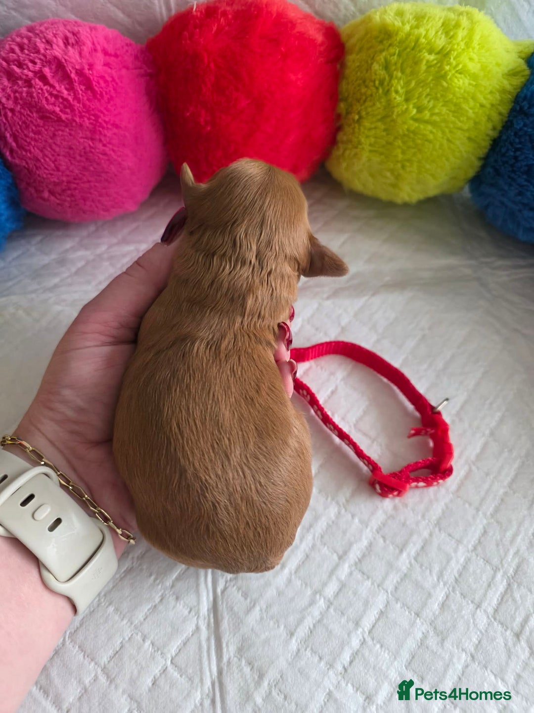 Cavapoo dogs for sale: 🥇 Finest Quality Beautiful F1b Cavapoos 🥇 - Advert 20