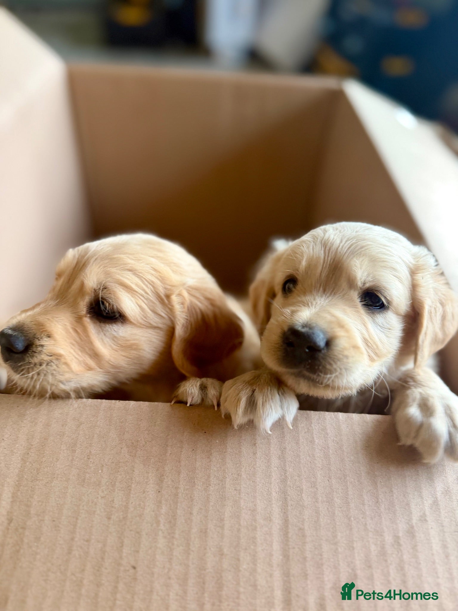 Golden Retriever dogs Golden Retriever puppies  - Advert 1