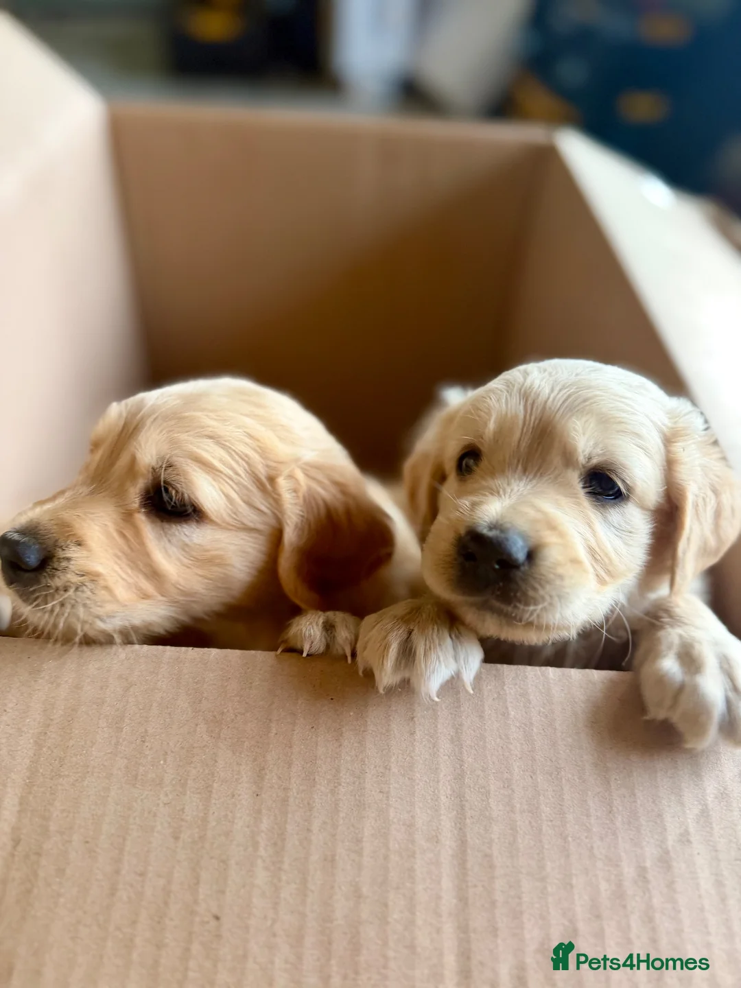Golden Retriever dogs for sale: Golden Retriever puppies  in Derby - Advert 1