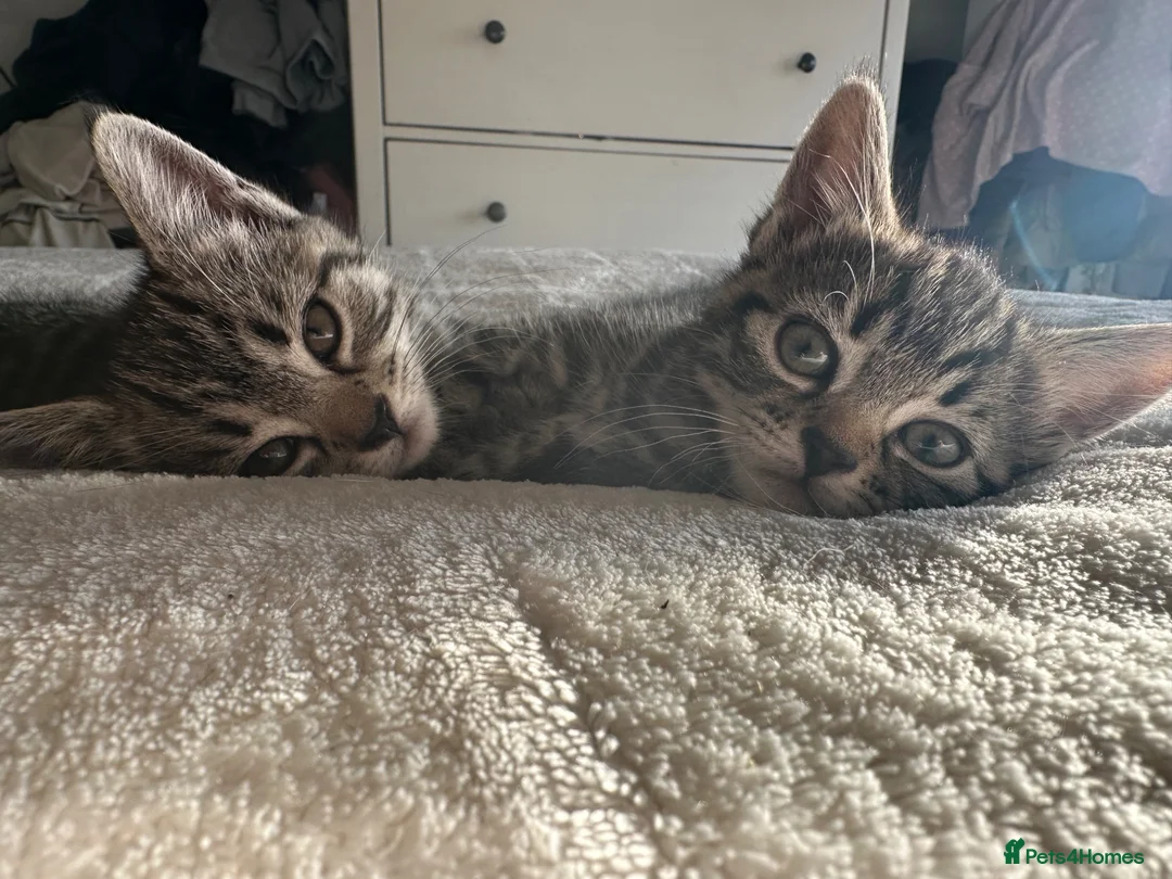 Mixed Breed cats for sale: Adorable kittens - Nyx & Nova in Basingstoke - Advert 5