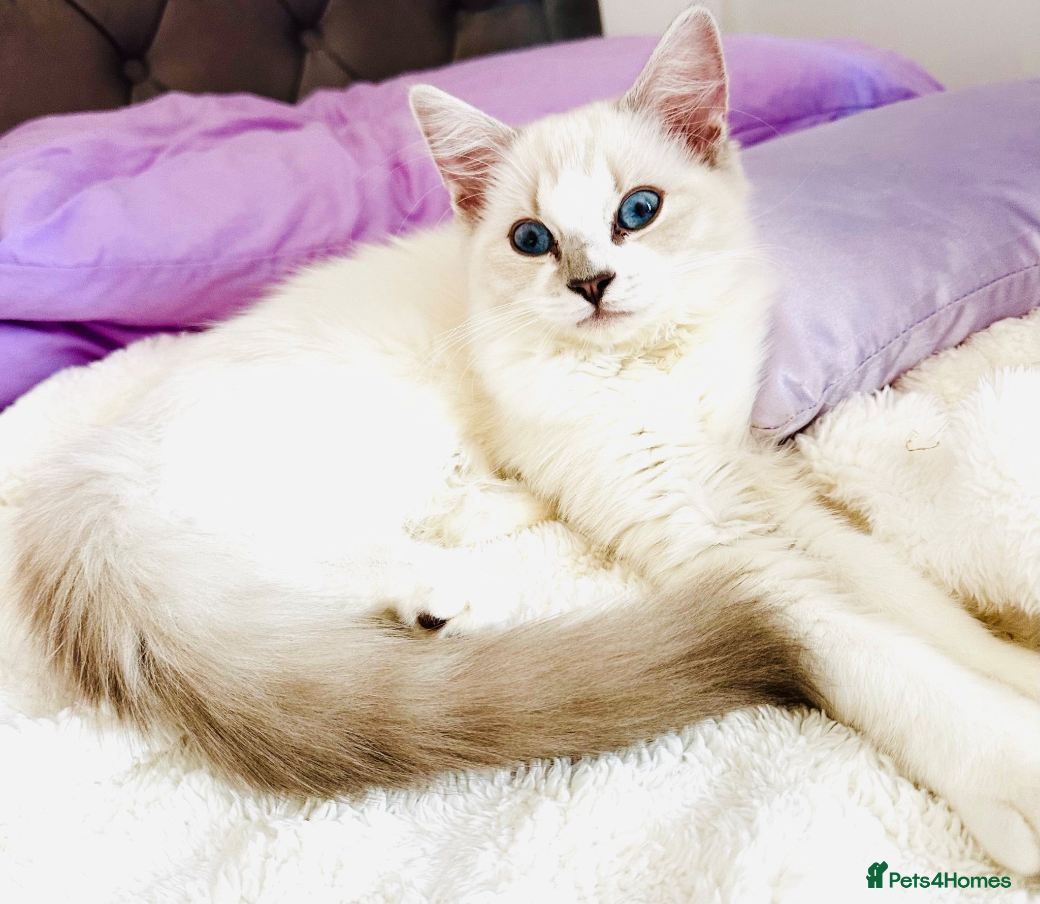 Ragdoll cats GCCF Ragdoll female  - Advert 2