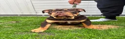 English Bulldog dogs for sale: LAST 3 🇬🇧 English Bulldogs 🧬 REDUCED  - Advert 14