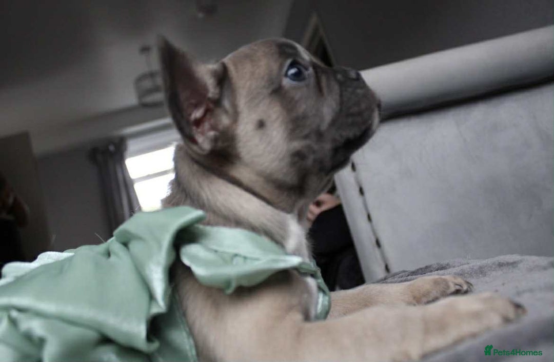 French Bulldog dogs for sale: French bulldog  puppies - Image 5