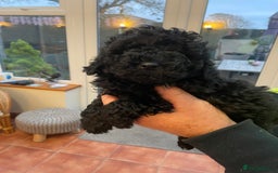 Mixed Breed dogs for sale: Hungarian puli cross miniature poodle puppies - Image 3