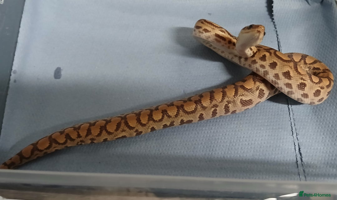 Boa Snake reptiles for sale: Brazilian Rainbow Boa's T-Albino - Advert 3