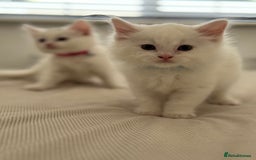 Mixed Breed cats for sale: Mixed breed white kittens  - Image 9