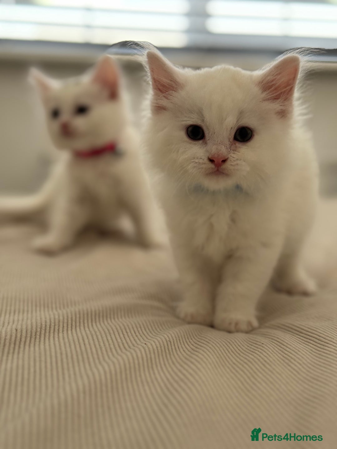 Mixed Breed cats for sale: Mixed breed white kittens  - Image 9