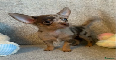 Mixed Breed dogs - Advert 2