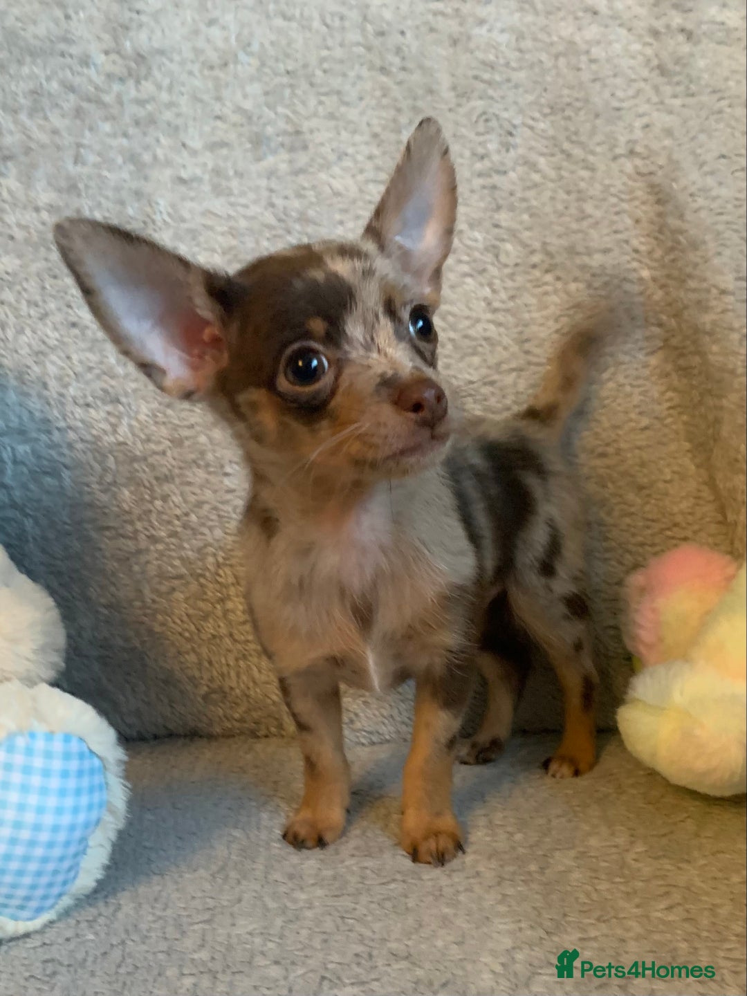 Mixed Breed dogs for sale: Chihuahua x  - Image 1