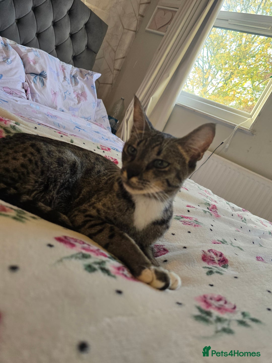Savannah cats for sale: Beautiful Savannah Girl for 5* home - Image 2